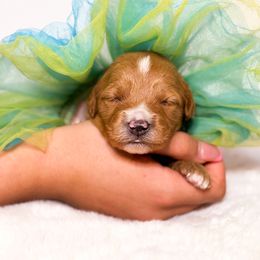 Amber - Apricot female Goldendoodle puppy in Kissimmee, Florida from Poodle Doodle Kennels