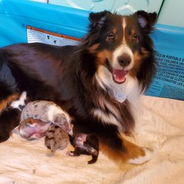 Shetland Sheepdog Puppies from Hawks Acres Shetland Sheepdogs