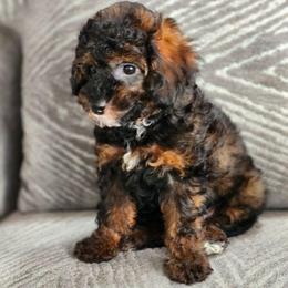 Lucas - Phantom male Poodle puppy in Saint Cloud, Florida from Rising Star Kennels