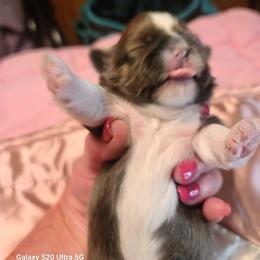 Puppy 2 - Blue and white female Shih Tzu puppy in Belleville, Michigan from Patricia's Heavenly Earth Angels