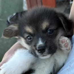 Remy - Black and tan female Pembroke Welsh Corgi puppy in Riverside, California from Four Aces Corgis