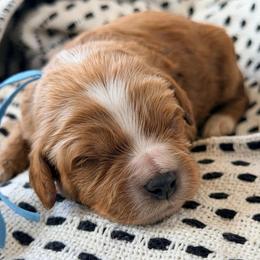 Knox - Red male Cavapoo puppy in Preston, Idaho from Rocking JH Pup Co