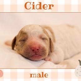 Cider - Parti male Goldendoodle puppy in College Station, Texas from Em & El Doodles