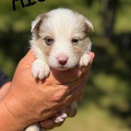 Hiccup - Red merle male Border Collie puppy in Sanger, California from Flying M Cactus Ranch Buddies
