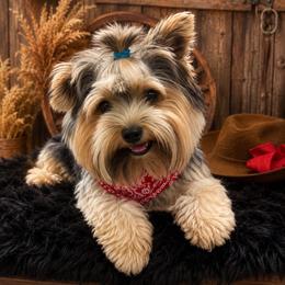 Rock rock - Biewer Terrier