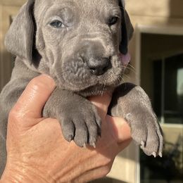 Great Dane Puppies from Oak Bend Danes