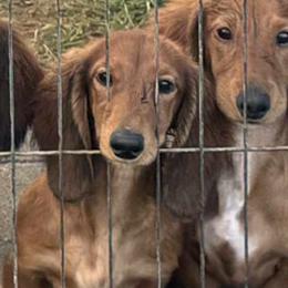 Aurora - Red female Dachshund puppy in Bluff City, Tennessee from Sidanelv Dachshunds