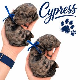 Cypress - Merle male Saint Berdoodle puppy in Garland, Texas from Brewer's Doodles and French Bulldogs