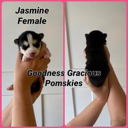 Jasmine - Black and white female Pomsky puppy in Lyons, Nebraska from Goodness Gracious Pomskies