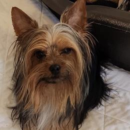 Benny - Yorkshire Terrier