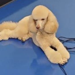Sophie - Poodle
