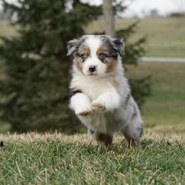 Boy 4 - male Australian Shepherd puppy in Holmesville, Ohio from Coffee Run Spring at Miller Farms