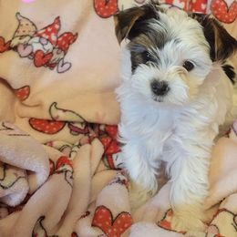 Chai - Parti Yorkshire Terrier puppy in Clarksburg, Indiana from Hidden Gems Parti Yorkies