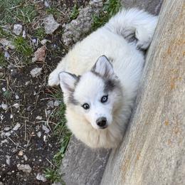 Rhys - Black and white male Pomsky puppy in Bucyrus, Missouri from Hill Top Pomskies