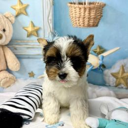 Oreo 3500 - Black tan and white male Biewer Terrier puppy in Douglas, Georgia from South Georgia Yorkies and Biewers