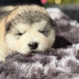 Boy 1 - Gray and white male Alaskan Malamute puppy in Ramsey, Minnesota from Windchaser Kennels