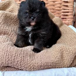 Blair - Black female Pomeranian puppy in Canandaigua, New York from Fingerlakes Pomeranians
