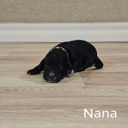 Nana - Black female Goldendoodle puppy in Guthrie, Oklahoma from Edmond Doodles, LLC