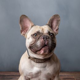 French Bulldogs from COACA KENNEL LLC