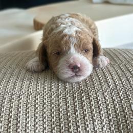 Cavapoo Puppies from cavapoo idaho