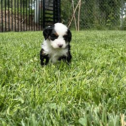 Macy (light pink) - Tri-color female Bernedoodle puppy in Casper, Wyoming from 307 Doodles