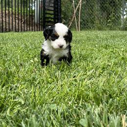 Macy (light pink) - Tri-color female Bernedoodle puppy in Casper, Wyoming from 307 Doodles