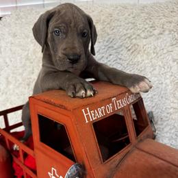 Franklin - Blue and white male Great Dane puppy in Wimberley, Texas from Heart of Texas Great Danes
