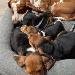 Basset Hound Puppies from Basset farms
