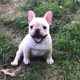 French Bulldog Puppies from DavisK French Bulldogs