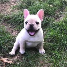 French Bulldog Puppies from DavisK French Bulldogs
