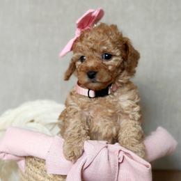 Rose - Apricot female Poodle puppy in Charlotte, North Carolina from Bruno & Co. Puppies