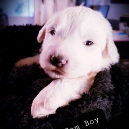 A winner - White male Great Pyrenees puppy in Yucaipa, California from Rusty Horse Ranch Great Pyrenees