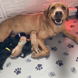 Labrador Retriever Puppies from Royal Oak Gundogs