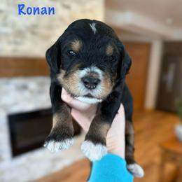 Ronan - Tri-color male Bernedoodle puppy in Midland, Michigan from Northern Charm Farm