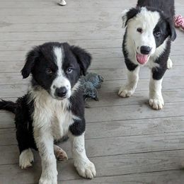 Border Collie Puppies from Water Dog Border Collies