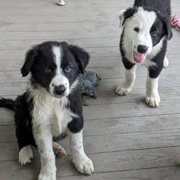 Border Collie Puppies from Water Dog Border Collies