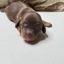 Chocolate and Tan Female 2 - Chocolate and tan female Dachshund puppy in Oswego, Illinois from That Beautiful Dachshund/Frenchies