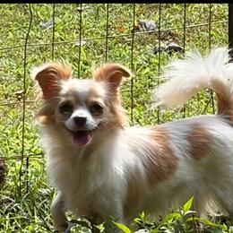 Zoe - Chihuahua