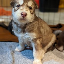 Siberian Husky Puppies from Wyant Farms