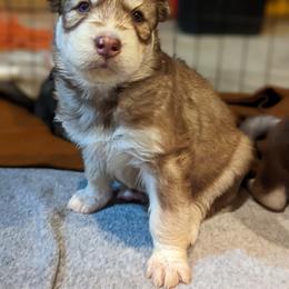 Siberian Husky Puppies from Wyant Farms