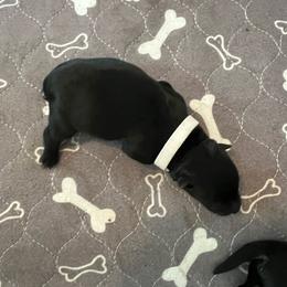 Miss White - Black female Scottish Terrier puppy in Wilmington, Ohio from Ballentine Scotties