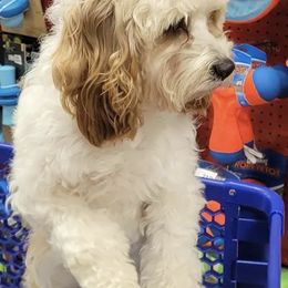 Cavapoos from Cascade Cavapoos