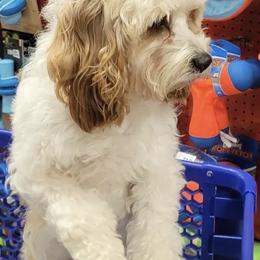 Cavapoos from Cascade Cavapoos