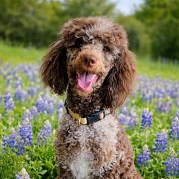 Indy - Poodle