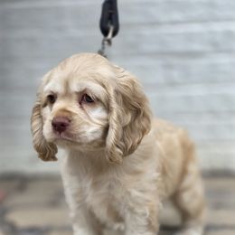Cocker Spaniel Puppies from Cocker Cottage