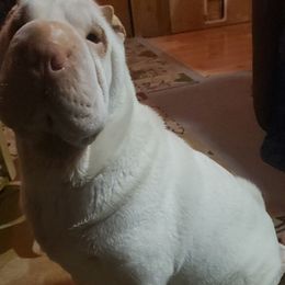 Chinese Shar-Pei Puppies from Sharpei