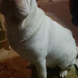 Chinese Shar-Pei Puppies from Sharpei