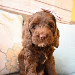 Australian Labradoodle Puppies from Foothills Doodles