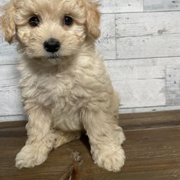Goldendoodle and Golden Retriever Puppies from Darling Doodles of Licking County