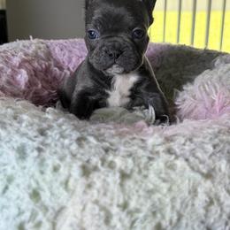 Piper - Blue female French Bulldog puppy in St. Cloud, Florida from M & A Frenchies